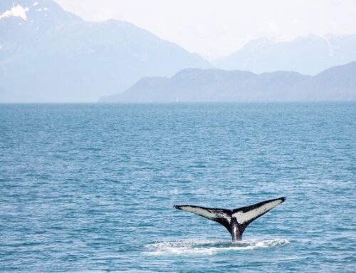 Comment l’intelligence artificielle va nous permettre de parler avec les baleines